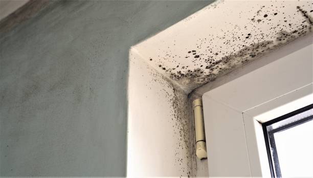 Best Dehumidification Services  in Naranja, FL
