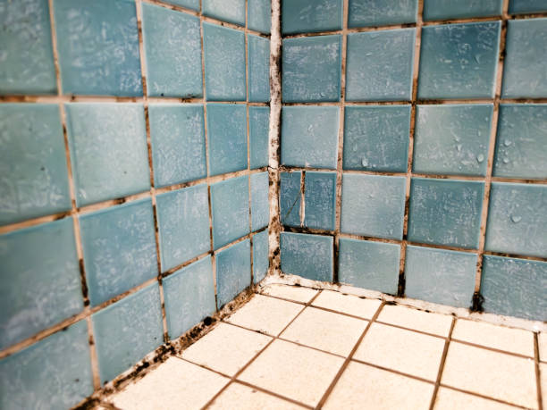 Best Asbestos and Lead Testing During Mold Inspection  in Naranja, FL